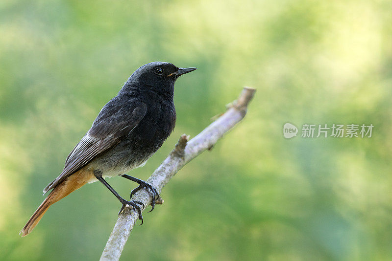 雄性黑红雀(Phoenicurus ochruros)